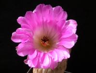 Thumbnail of 2063_Echinocereus pectinatus rubrispinus_20170626_01(1).JPG